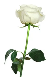 The white Rose