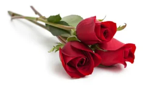The Red Rose